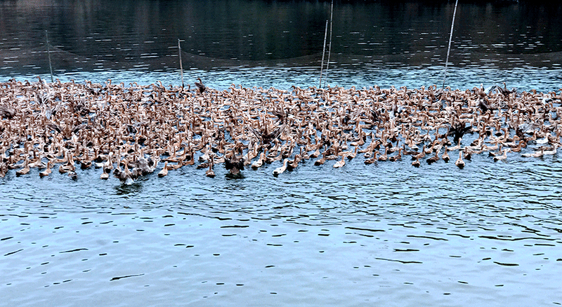 農(nóng)產(chǎn)品IMG_6071(1).gif 農(nóng)產(chǎn)品IMG_6071(1).gif